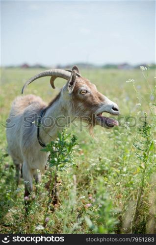 Dark goat grazing on the meadow at summer day