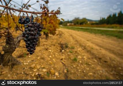 Dark grape against wineyard view