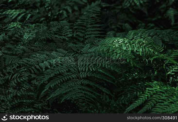 Dark green fern leaves in the forest - natural background. Space for copy, selective focus.. Dark Green Fern Leaves