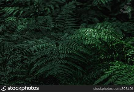 Dark green fern leaves in the forest - natural background. Space for copy, selective focus.. Dark Green Fern Leaves