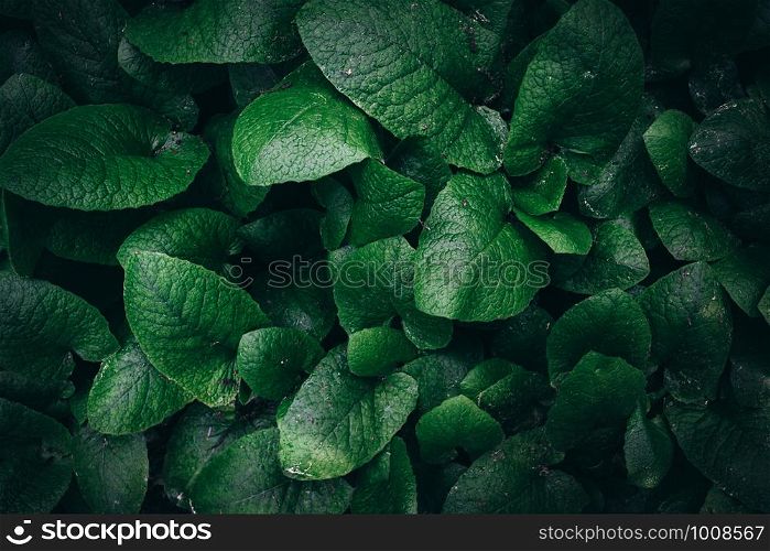 dark green foliage nature background