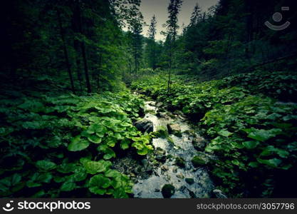 Dark green forest and river. Wilderness and nature.