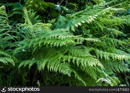 Dark green leaf in tropical jungle nature background
