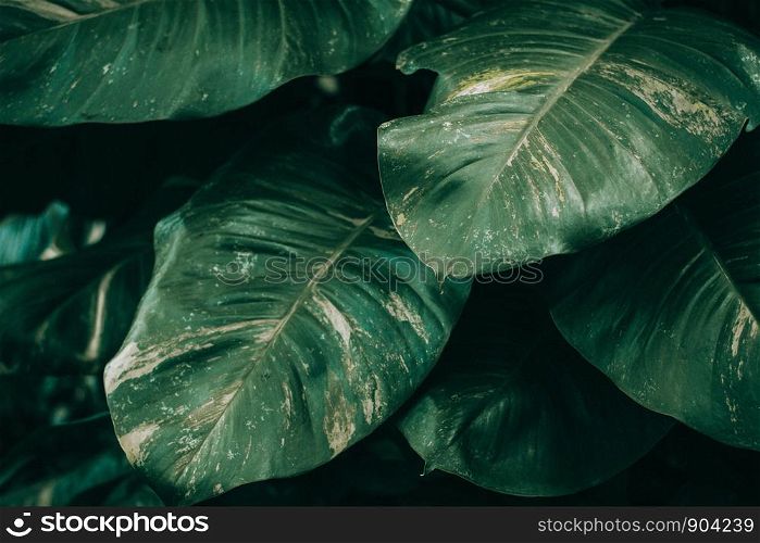 Dark green leaves layout background for advertising or invitation.Nature and Summer concept.
