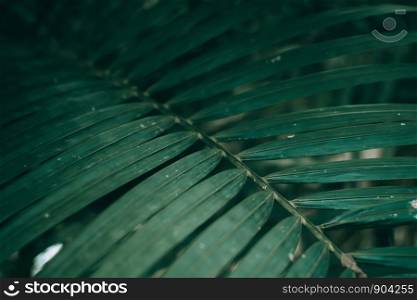 Dark green leaves layout background for advertising or invitation.Nature and Summer concept.