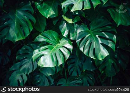 Dark green leaves monstera or split leaf philodendron light and shadow background.