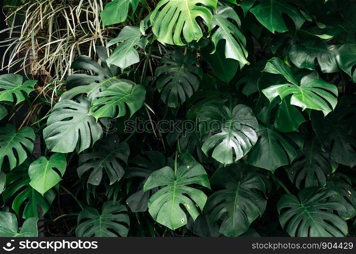 Dark green leaves monstera or split leaf philodendron light and shadow background.