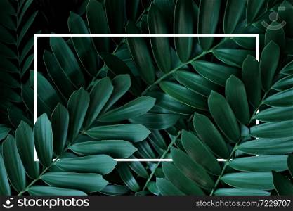 Dark green leaves pattern nature frame layout of cardboard palm or cardboard cycad (Zamia furfuracea) evergreen plant native to Mexico, abstract nature green background with white frame.