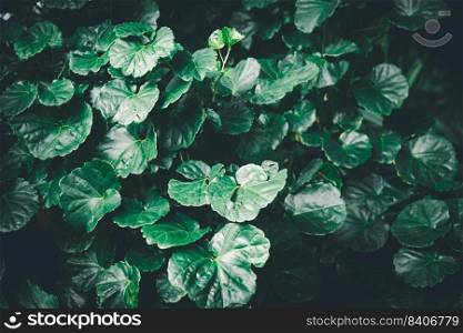 Dark green leaves tropical leaf group background concept of nature.
