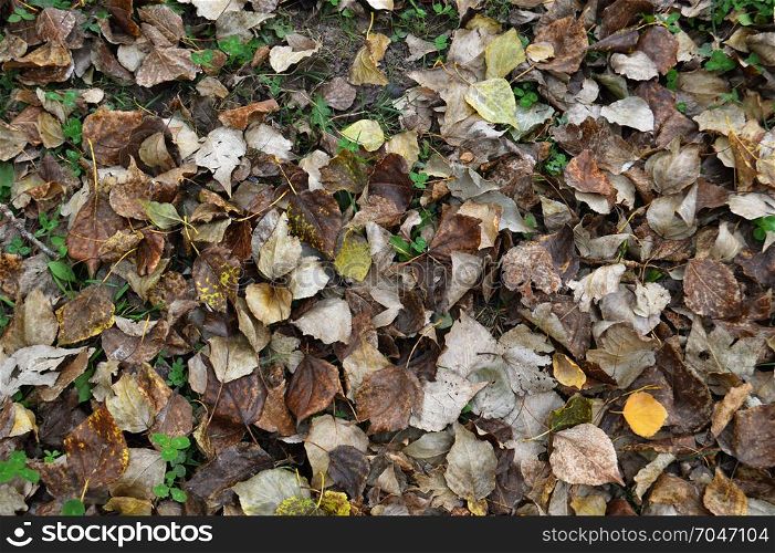 Dark leaves on the ground