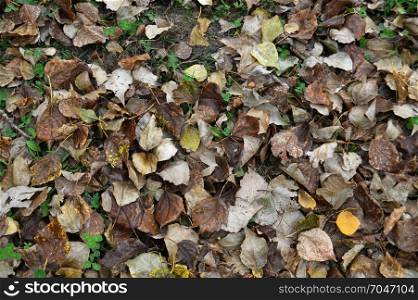Dark leaves on the ground