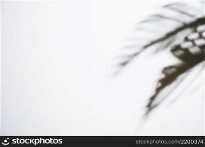 dark leaves shadow isolated white background