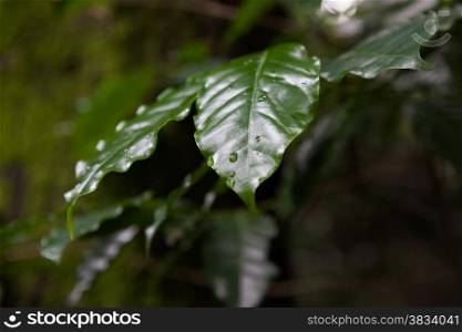 Dark leaves with dew drops on dark background