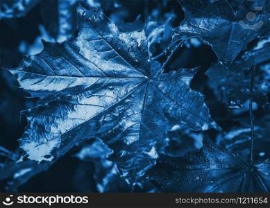 Dark maple leaves with water drops of rain close-up - classic blue toned blurred natural background with space for copy and design. Selective focus, shallow depth of field. Color of the year 2020.