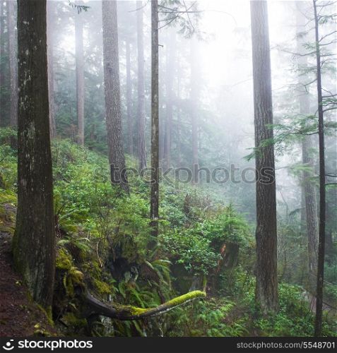 Dark misty forest with big green pine trees