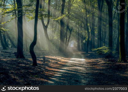 Dark misty forrest scene with dead trees shot on a foggy autumn morning.. Light of the rising sun falls on the forest path in foggy dawn