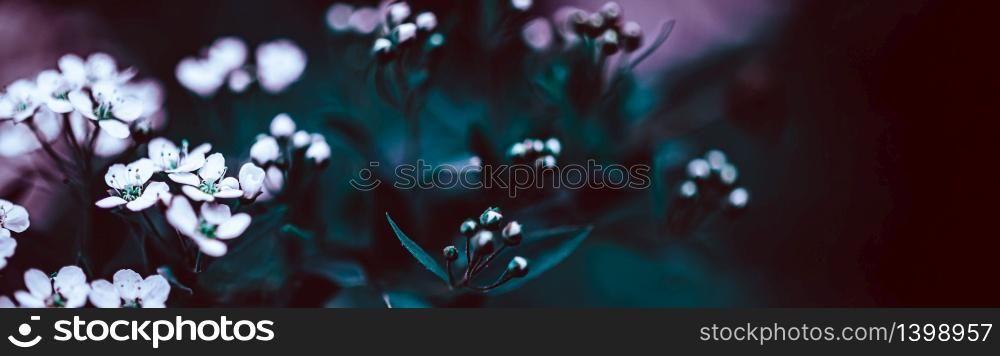 Dark Moody Floral backdrop with white flowers of blooming spiraea branches in garden outdoors purple toned. Natural plant background with copy space. Long wide banner