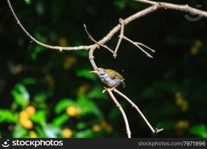 Dark-necked Tailorbird (Orthotomus atrogularis) in forest