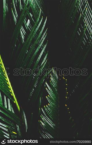 Dark palm tree leaves in a close-up. Cycas revolutas, exotic houseplant.. Dark palm tree leaves in a close-up.