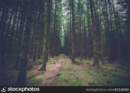 Dark pine forest with tall spooky trees