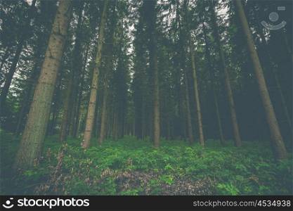 Dark pine tree forest with trees on a row