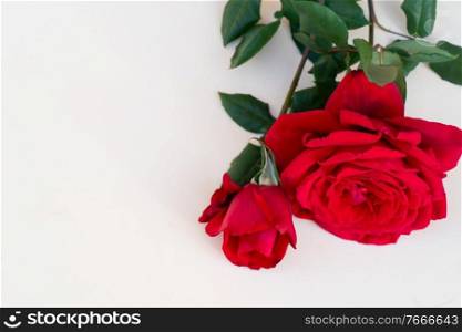 dark red fresh roses laying on neutral beige background. dark red roses on table