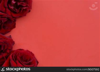Dark red roses on red board, Valentines background, wedding day. Love Concept Valentines day Card with red backdrop and copyspace for greeting text. Dark red roses on red board, Valentines background with copy space