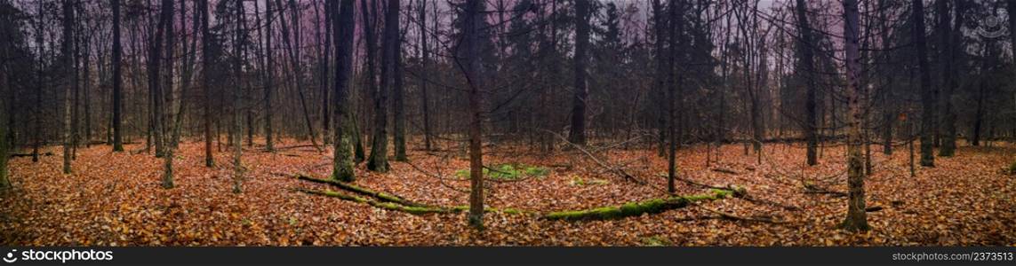 Dark scary night autumn forest wide horizontal format banner. Spooky dark autumn forest banner for website header design.. Mysterious fairy forest in a fog panoramic banner background.