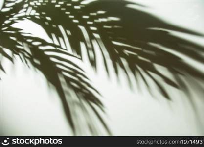 dark shadow palm leaves background. High resolution photo. dark shadow palm leaves background. High quality photo