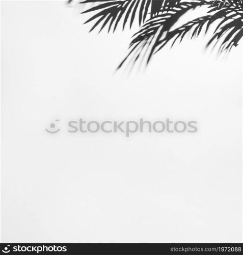 dark shadow palm leaves white backdrop. High resolution photo. dark shadow palm leaves white backdrop. High quality photo