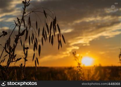 Dark silhouette of ears of a field grass against the background of a bright sunset
