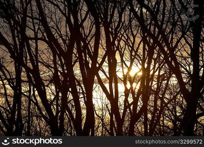 Dark silhouette of tree branches against sunset sky