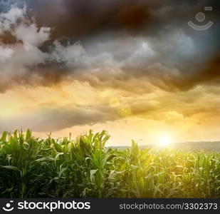 Dark skies looming over corn fields