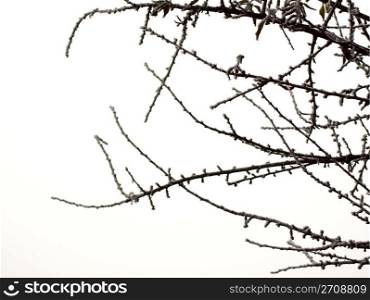 Dark snowy branches over a white background