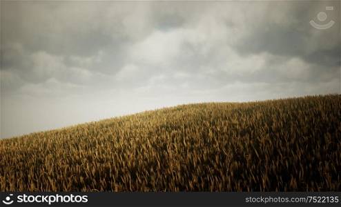 Dark stormy clouds over wheat field