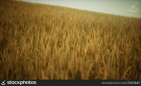 Dark stormy clouds over wheat field