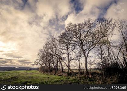 Dark trees by a field in the late autumn