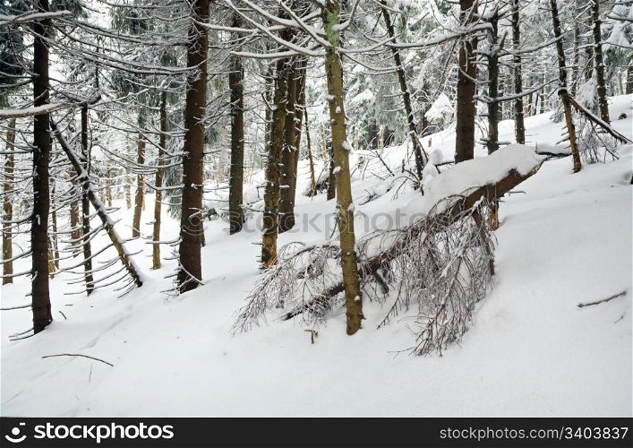 dark wild winter forest with rime and snow covered spruce trees