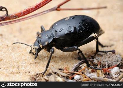 Darkling beetle in the desert, Israel