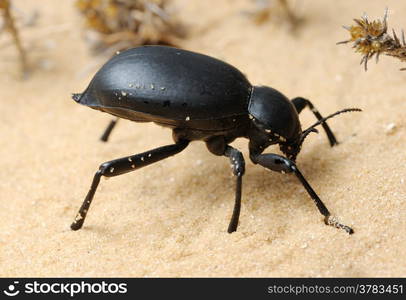 Darkling beetle in the desert, Israel