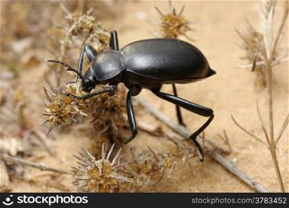 Darkling beetle in the desert, Israel