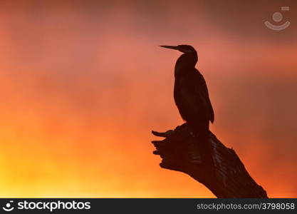 Darter (Anhinga melanogaster) silhouetted with sunrise over misty river - Kruger National Park (South Africa)