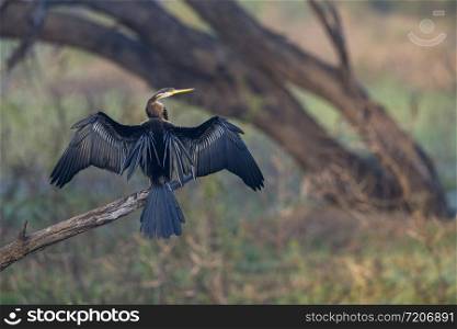 Darter or snakebirds in the family Anhingidae, Bharatpur, Rajasthan, India