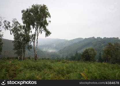 Dartmoor National Park landscape on foggy Autumn day