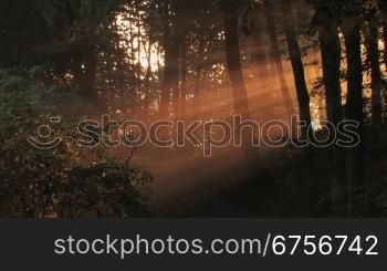 Das Morgenlicht fSllt durch die BSume eines Waldweges