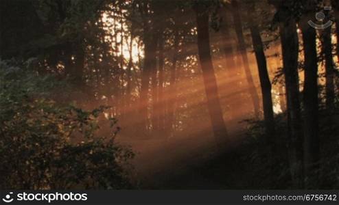 Das Morgenlicht fSllt durch die BSume eines Waldweges