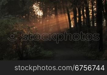 Das Morgenlicht scheint durch die BSume eines Waldweges