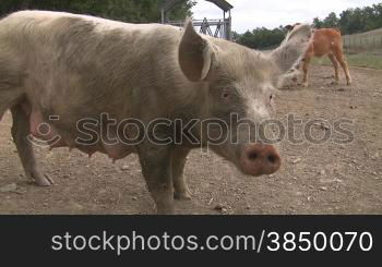 Das Video zeigt ein Schwein und im Hintergrund zwei Knhe mit Glocke auf einer Weide.