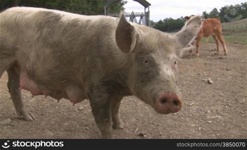 Das Video zeigt ein Schwein und im Hintergrund zwei Knhe mit Glocke auf einer Weide.