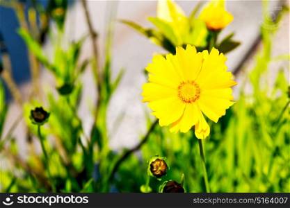 dasy in italy yellow flower field nature and spring
